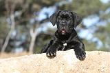 CANE CORSO 411